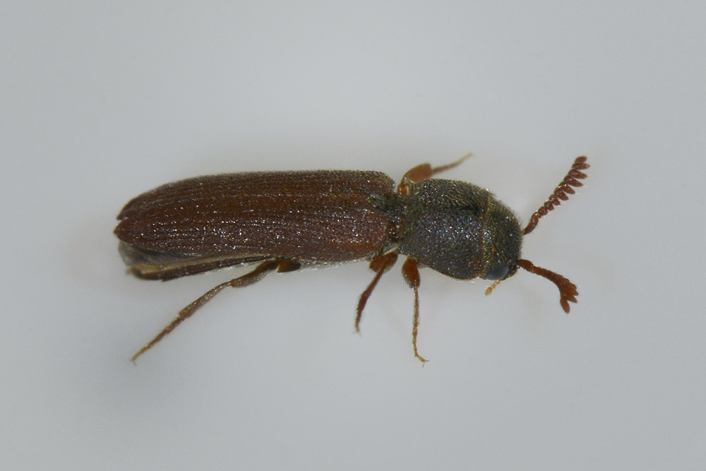 Melasis buprestoides (Eucnemidae)